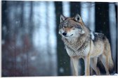 Acrylglas - Wolf staat in een bos in de winter - 75x50 cm Foto op Acrylglas (Wanddecoratie op Acrylaat)
