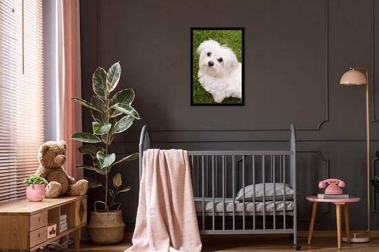 Photo encadrée - Le chien maltais regarde vers le haut cadre photo noir 40x60 cm - Affiche encadrée (Décoration murale salon / chambre)