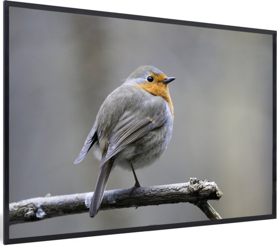 Cadre photo avec affiche - Robin - Branche - Hiver - 30x20 cm - Cadre pour affiche