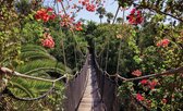 Fotobehang - Vlies Behang - Brug over de Jungle - 3D - Touwbrug - 254 x 184 cm