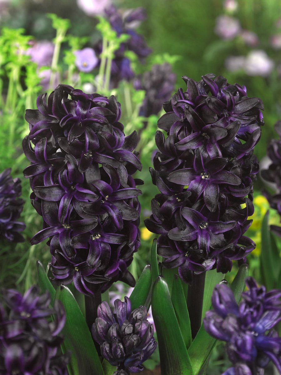3x Hyacinten 'Dark dimension' - BULBi® Bloembollen met bloeigarantie
