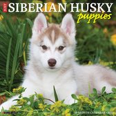Just Siberian Husky Puppies 2024 12 X 12 Wall Calendar