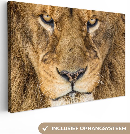 Canvas schilderij - Leeuw - Dieren - Portret - Bruin - Foto op canvas - Schilderij leeuw - 60x40 cm - Canvasdoek