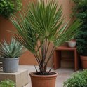 Een Chamaerops Humilis in een terracotta pot op een patio.