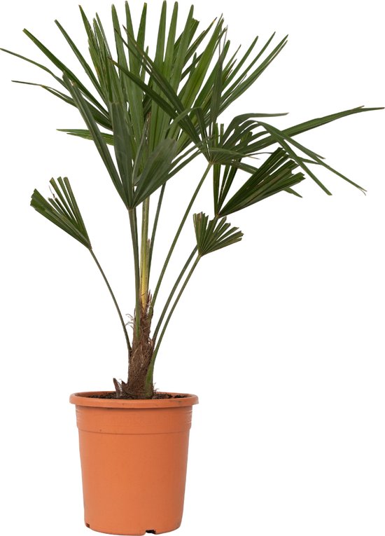 Palmboom met groene waaierbladeren in een bruine pot.