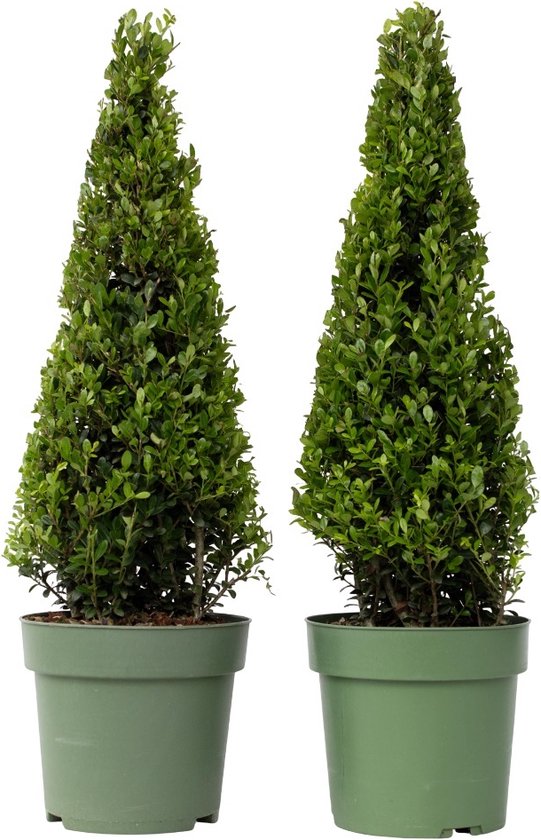 Plant in a Box - Ilex crenata 'Piramide' - Houx japonais - lot de 2 - Plante de jardin - Plante en pot - ⌀21 cm - Hauteur 55-65 cm