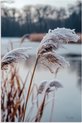 Riet, Winter