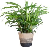 Calathea Rufibarba met Mand Lissabon zwart - 55cm - Ø17