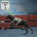 Bruine hond, mogelijk een Dobermann, in een beige hondentuigje, rent buiten. Esrah draagt maat L.