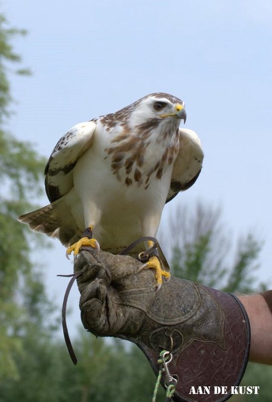 Durensa® DH metalen infrarood verwarmings paneel met afbeelding 820 W met Wifi ontvanger en slimme thermostaat