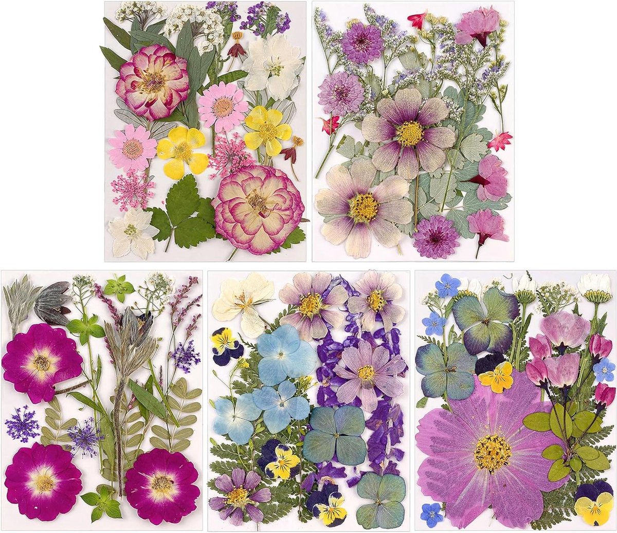 - Gedroogde Geperste Bloemen voor Hars - 5 Zakken (100 Stuks) - 5 Kleurenthema's - Nail Art / Hars / Doe-het-zelf Sieradenontwerp (Type 2)