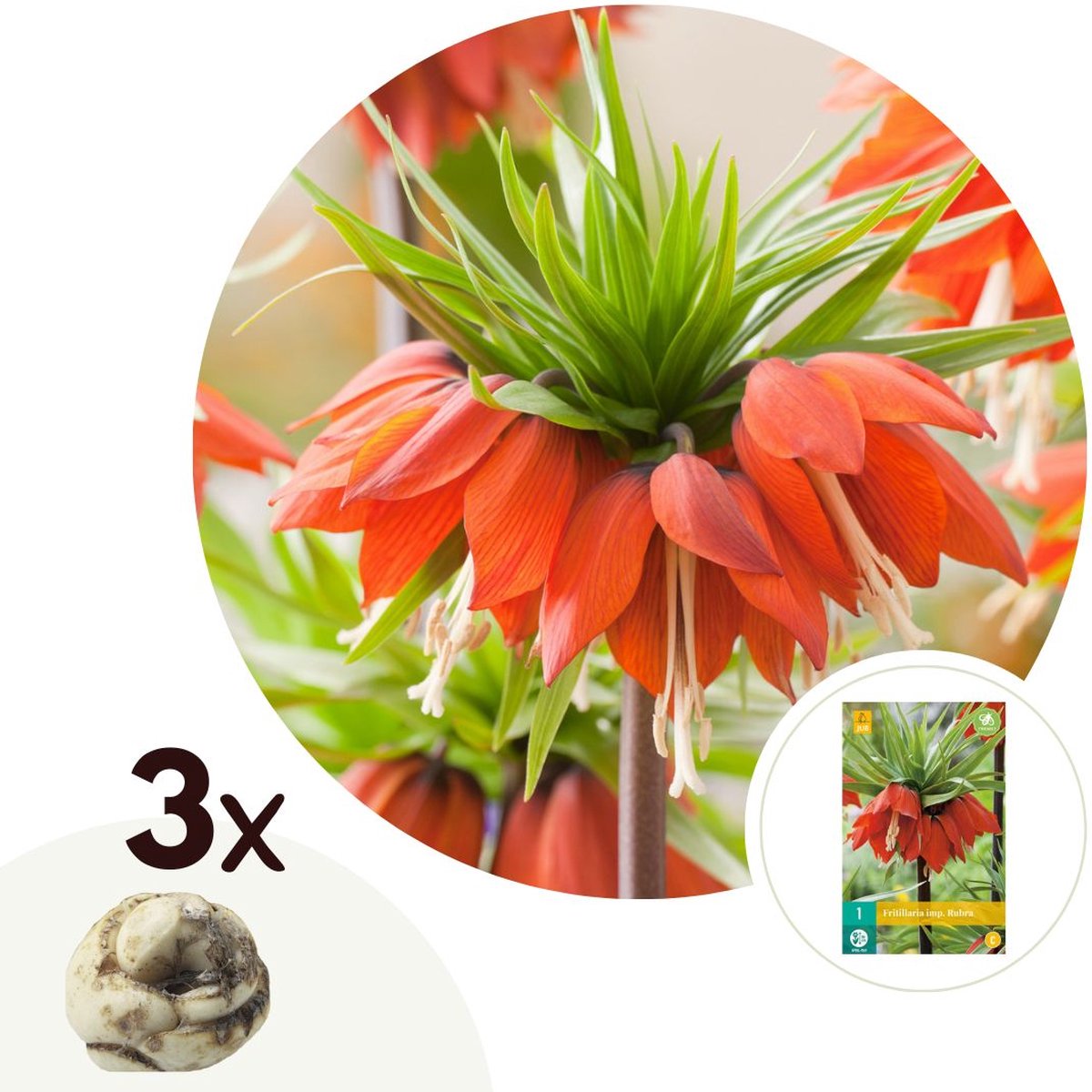 Plant in a Box - Fritillaria Rubra - Bloembollen x3 - Rode Kievietsbloem - Hoge bloemen
