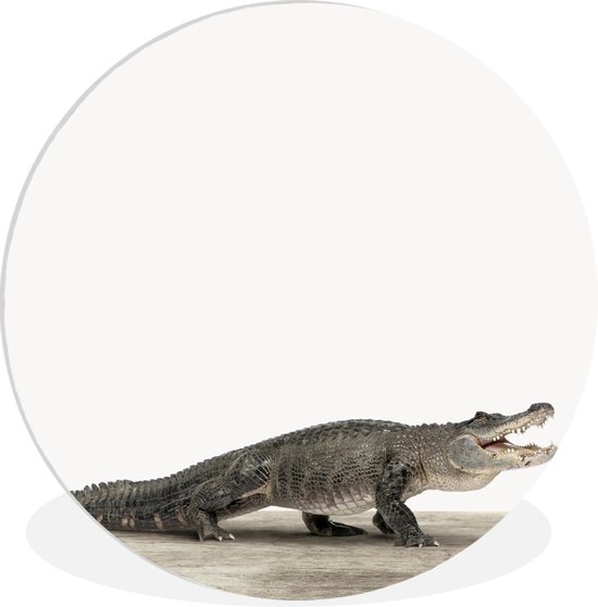 Crocodile Animal Print Nursery Wall Circle Assiette Plastique ⌀ 60 cm -  Tirage photo... | bol.com