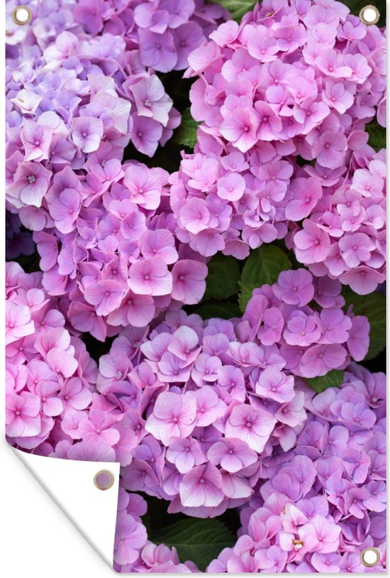 Tuinposter - Tuindoek - Tuinposters Buiten - Hortensia In De Jungle 90x120 Cm Tuin Tuinposter - Tuindoek - Tuinposters Buiten - Hortensia In De Jungle 90x120 Cm Tuin