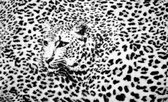 Fotobehangkoning - Behang - Fotobehang - Luipaard - Jaguar - Panter - Cheetah - Vliesbehang - 152,5 x 104 cm