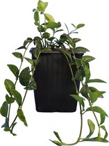 20 stuks | Blauwe Maagdenpalm - Pot P9 - Wintergroen - Bloeiende plant - Kleinbladig - Langzame groeier