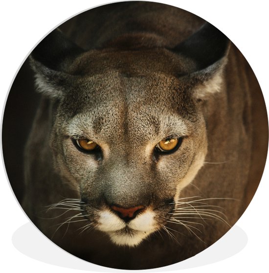 Un Puma en posture de chasse aux yeux jaunes Assiette en plastique cercle  mural ⌀ 150... | bol.com
