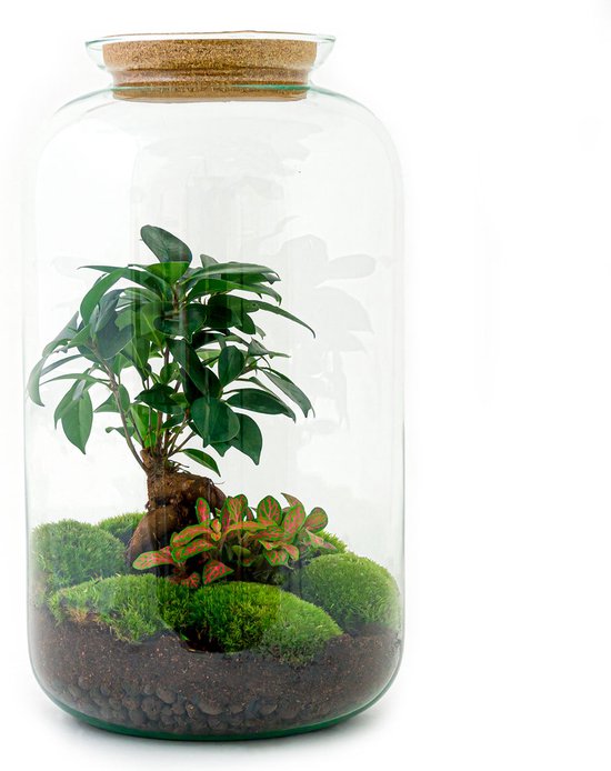 Foto: Terrarium sven bonsai 43 cm ecosysteem plant kamerplanten diy planten terrarium mini ecosysteem