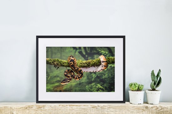 Cadre photo avec affiche - Serpent - Branche - Forêt tropicale - 40x30 cm - Cadre pour affiche