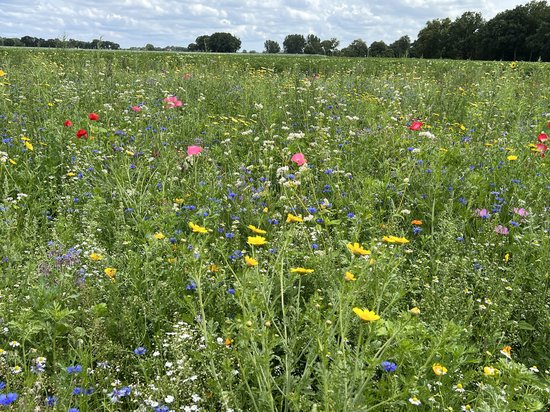 Veldbloemen zaad - Wildbloemen meerjarig 50 gram - 25 m2 - klaproos - goudsbloem - korenbloem - bloemenweide - bijen - vlinders
