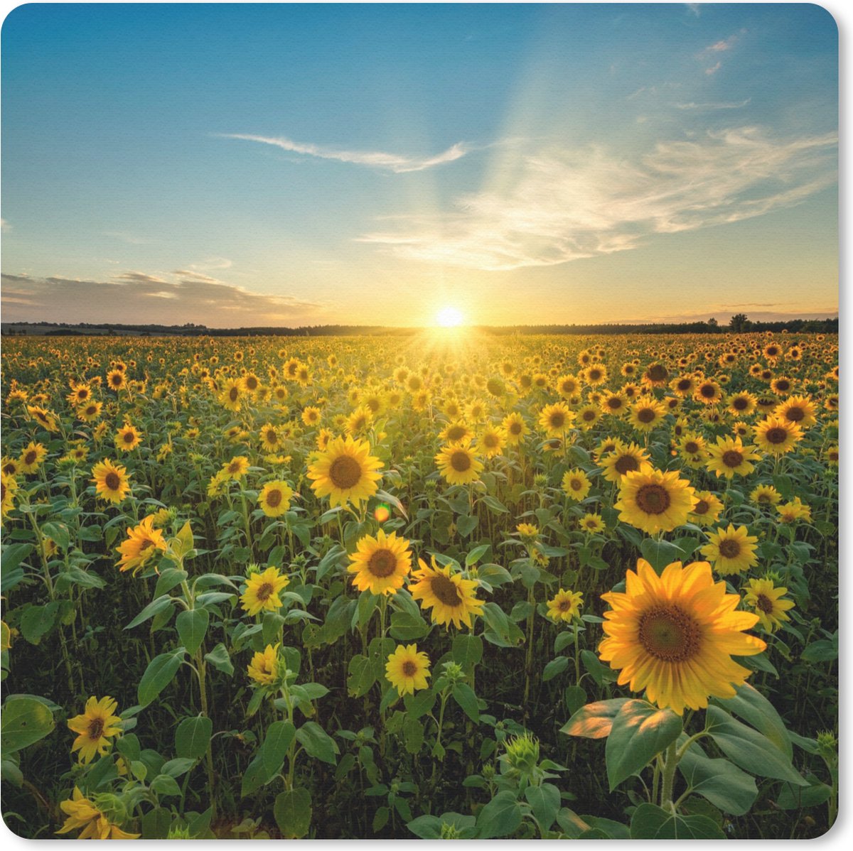Muismat 30x30 cm - Mousepad Zonsondergang - Bloemen - Zonnebloem - Horizon - Landschap - Muismatten