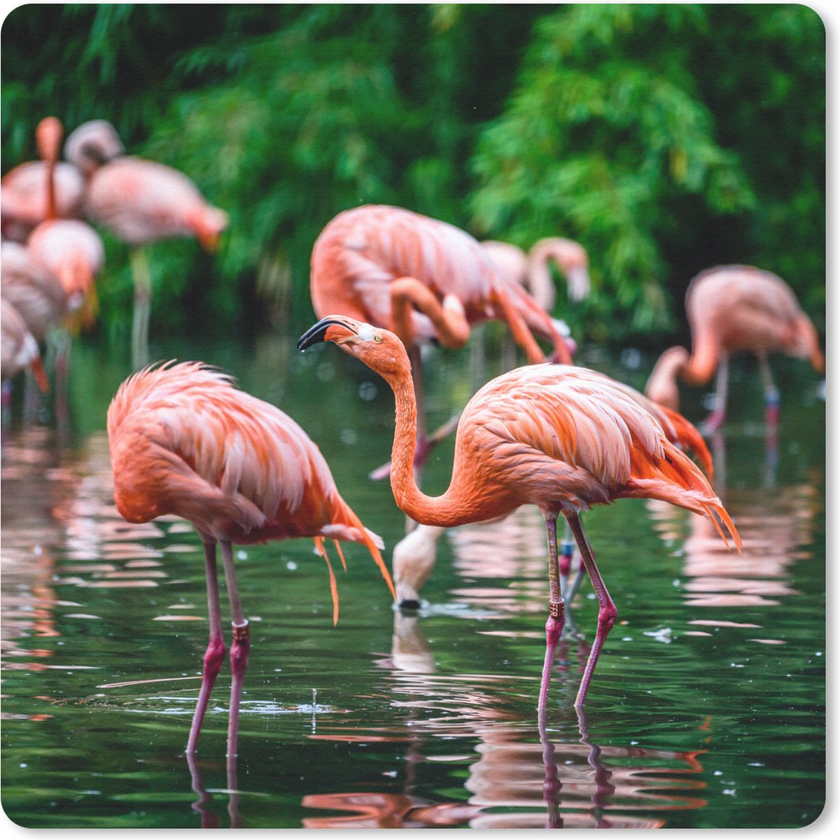 Muismat Klein - Flamingo - Tropisch - Vogel - Water - Roze - 20x20 cm
