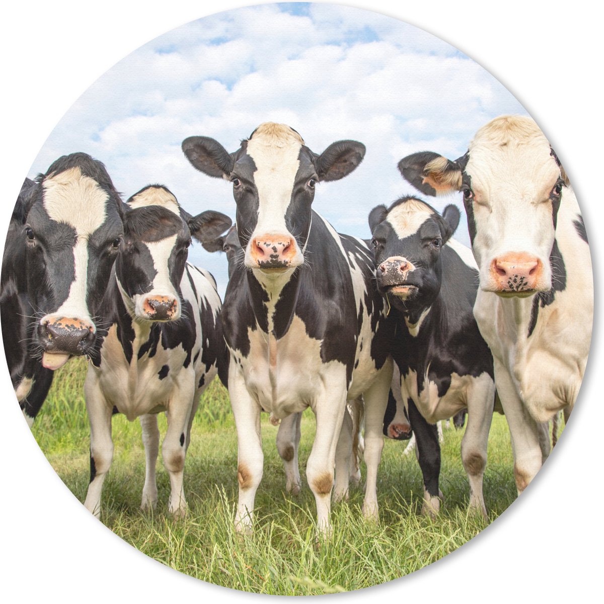 Muismat - Mousepad - Rond - Koeien - Weiland - Dieren - Natuur - Gras - 50x50 cm - Ronde muismat