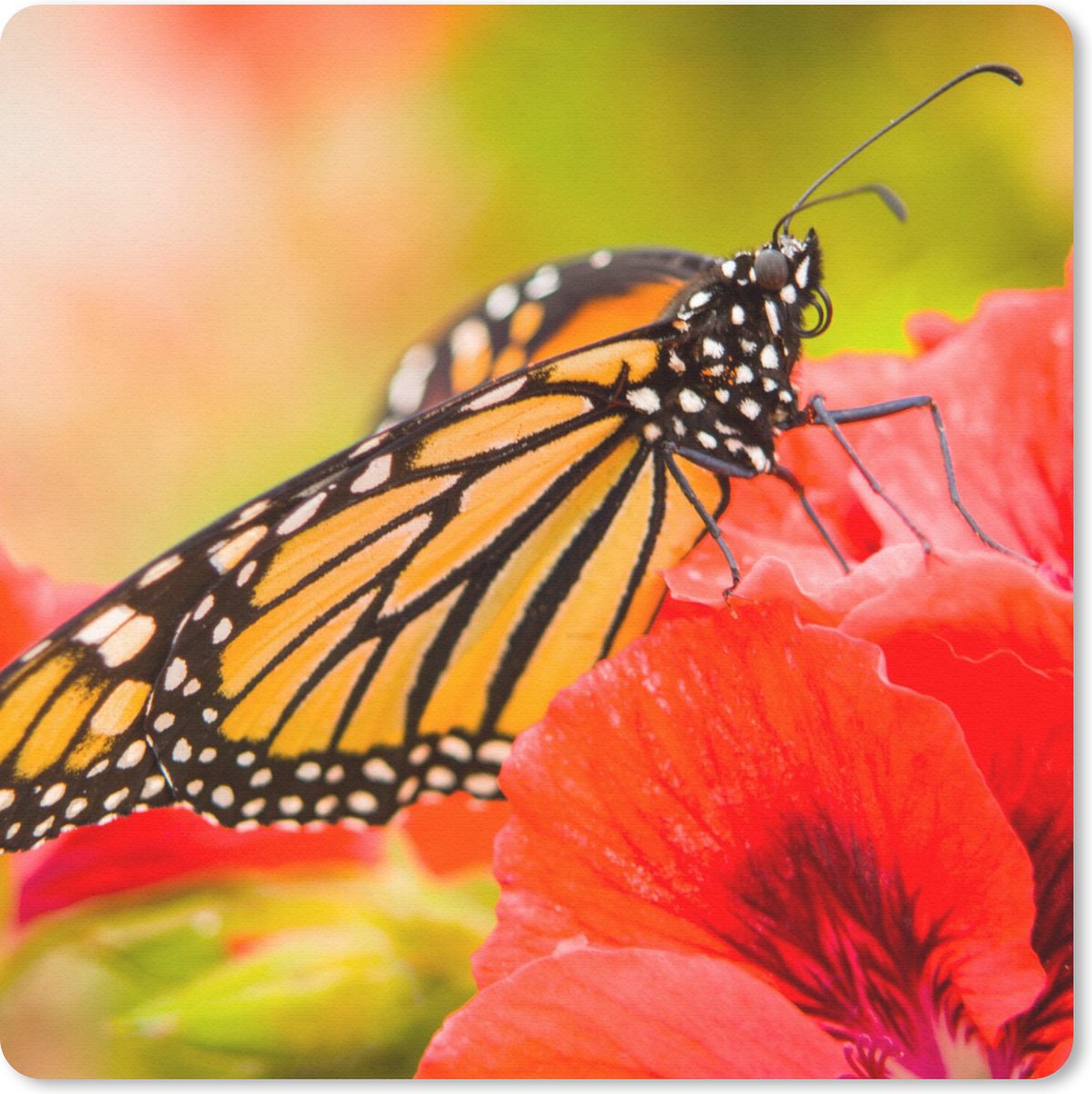 Muismat 30x30 cm - Mousepad Bloemen - Vlinders - Monarch - Muismatten
