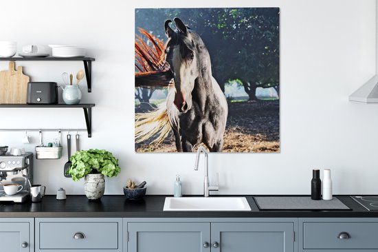 Marwari noir pendant les derniers rayons du soleil toile 2cm