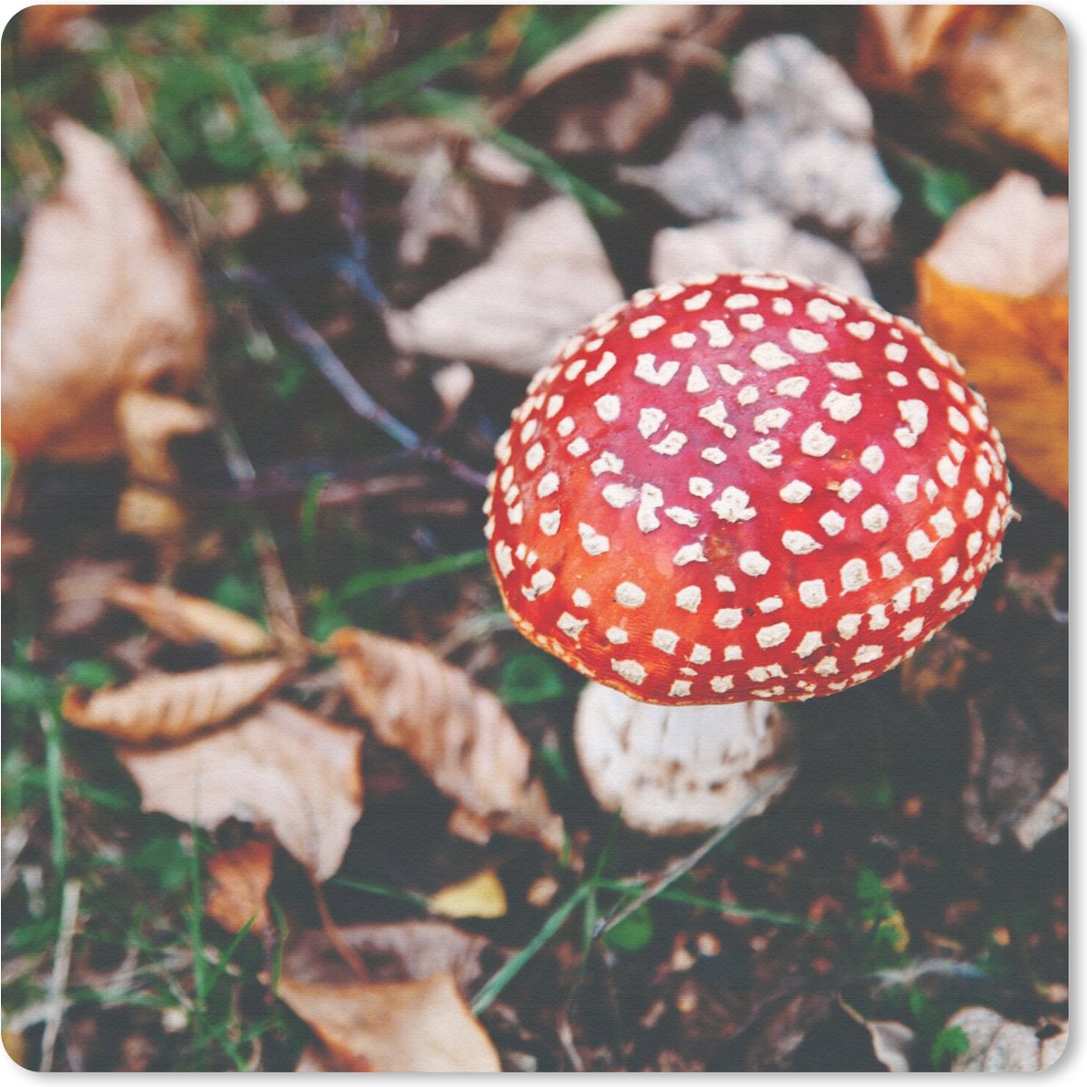 Muismat 30x30 cm - Mousepad Herfst - Paddenstoel - Bladeren - Natuur - Muismatten