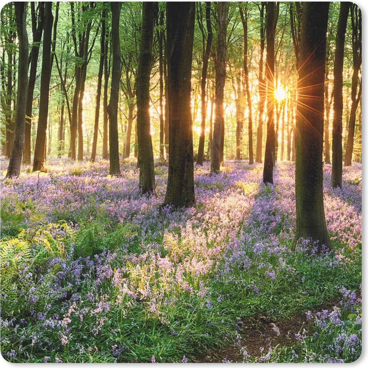 Muismat 30x30 cm - Mousepad Bos - Bloemen - Lavendel - Zon - Paars - Natuur - Muismatten