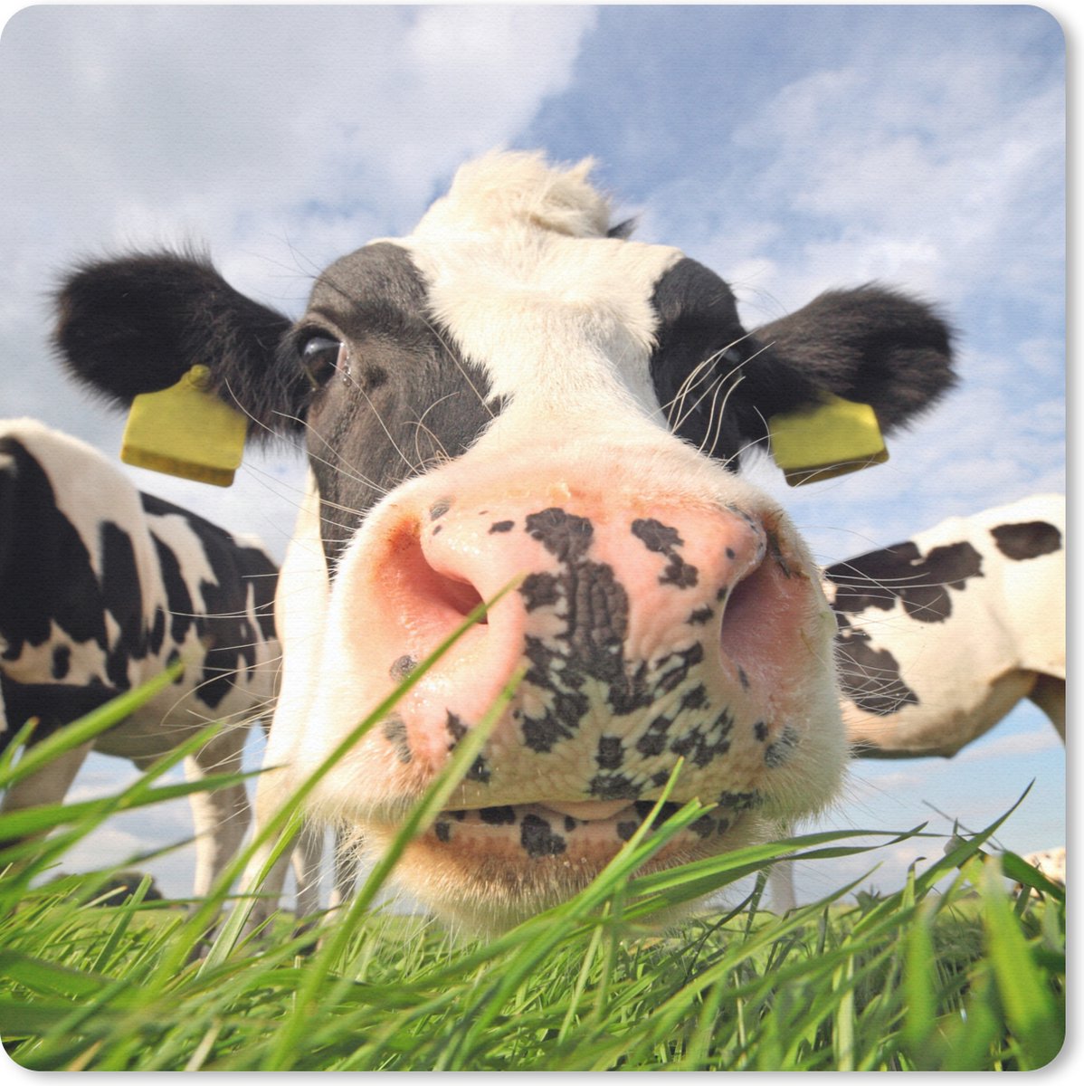 Muismat 30x30 cm - Mousepad Koe - Boerderij - Gras - Dieren - Muismatten