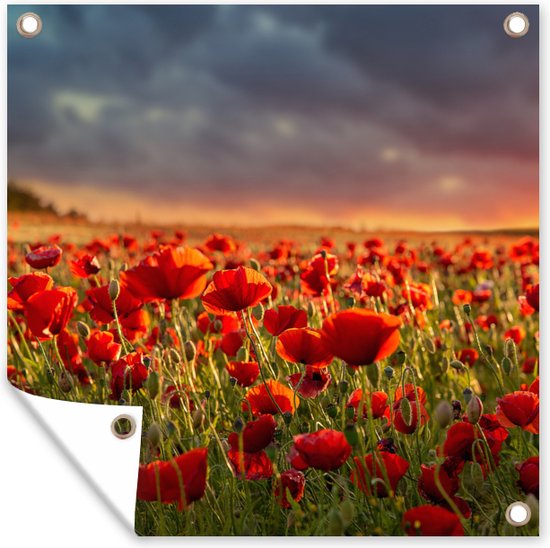 Affiche de Jardin Coucher de soleil - Coquelicots - Rouge - 200x200 cm