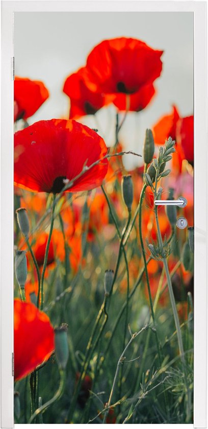 Deursticker Klaproos - Bloemen - Rood - Paars - Weide - 90x215 cm - Deurposter