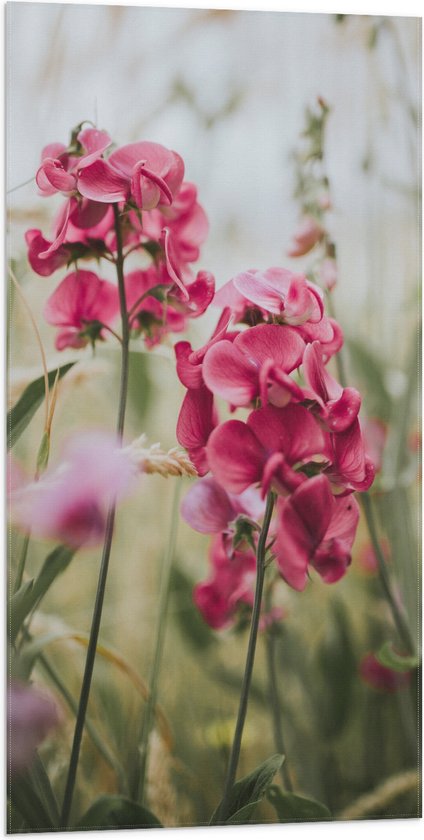 WallClassics - Drapeau - Jonquilles roses entre brins d'herbe verts - 50 x 100 cm Photo sur drapeau en polyester