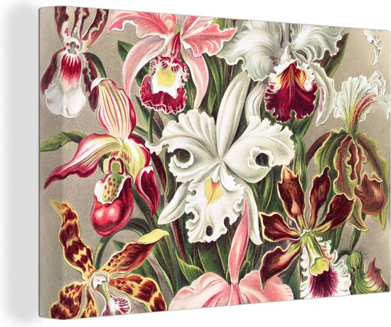 Canvas - Bloemen - Orchidee - Muurdecoratie Kleurrijk - Vintage - Canvas schilderij bloemen - Canvas schilderij - Oude meesters - 60x40 cm