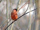 Fotobehang - Bullfinch in the forest.