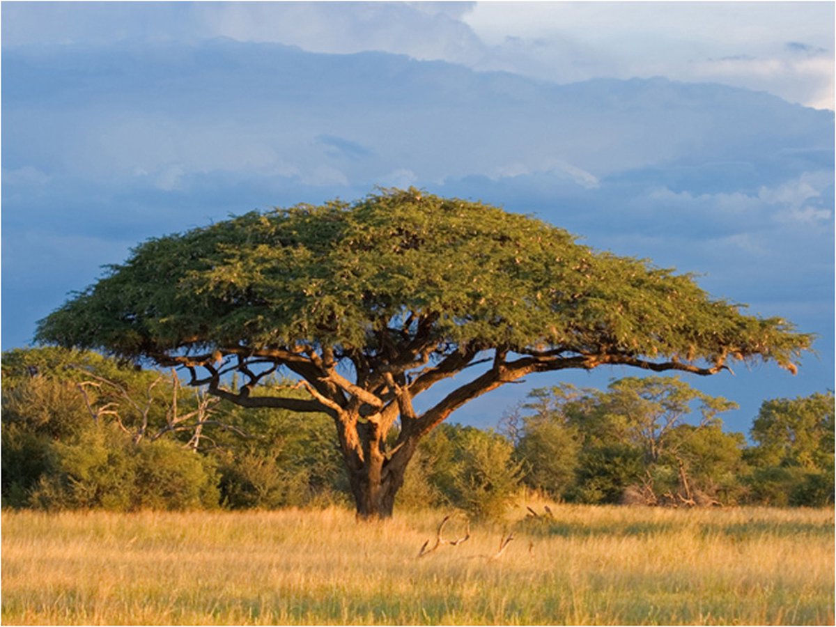 Fotobehang - Afrikaanse acaciaboom, Hwange National Park, Zimbabwe.