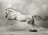 Fotobehangkoning - Behang - Vliesbehang - Fotobehang Wit Paard - 250 x 193 cm