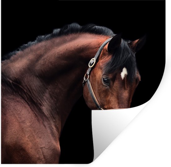 Stickers muraux - Cheval - Léger - Licol - 80x80 cm - Film adhésif