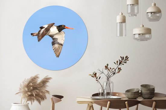 Un huîtrier volant et coloré en vol Cercle mural aluminium ⌀ 140 cm