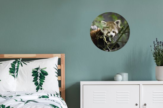 Bébé panda rouge entre les branches cercle mural en aluminium ⌀ 30 cm - impression photo sur cercle mural / cercle vivant / cercle de jardin (décoration murale)