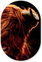 Muurovaal - Wandovaal - Kunststof Wanddecoratie - Ovalen Schilderij - Schotse hooglander - Koe - Hoorns - Portret - Dieren - 40x60 cm - Ovale spiegel vorm op kunststof