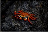 WallClassics - Poster Glanzend – Rode Krab op een Steen - 105x70 cm Foto op Posterpapier met Glanzende Afwerking