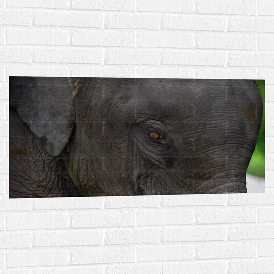 WallClassics - Muursticker - Close-Up van een Olifanten Hoofd - 100x50 cm Foto op Muursticker