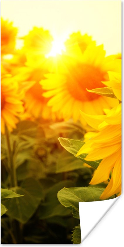 Poster Zonnebloem - Geel - Bloemen - Zon - 20x40 cm