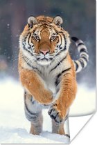 Poster Tijger - Landschap - Sneeuw - Winter - Dieren - 60x90 cm