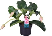 Bol.com Plant in a Box - Medinilla Magnifica Pinatubo - Trosbloem - Bloeiende Kamerplant - Pot 17cm - Hoogte 40-50cm aanbieding
