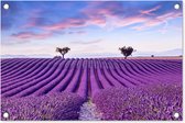 Tuinposter lavendel - Bloemen - Paars - Bomen - Lucht - Botanisch - Natuur - Tuindoek - Tuindecoratie - Tuin - Tuinschilderij voor buiten - Schutting decoratie - 60x40 cm - Schuttingdoek - Buitenposter