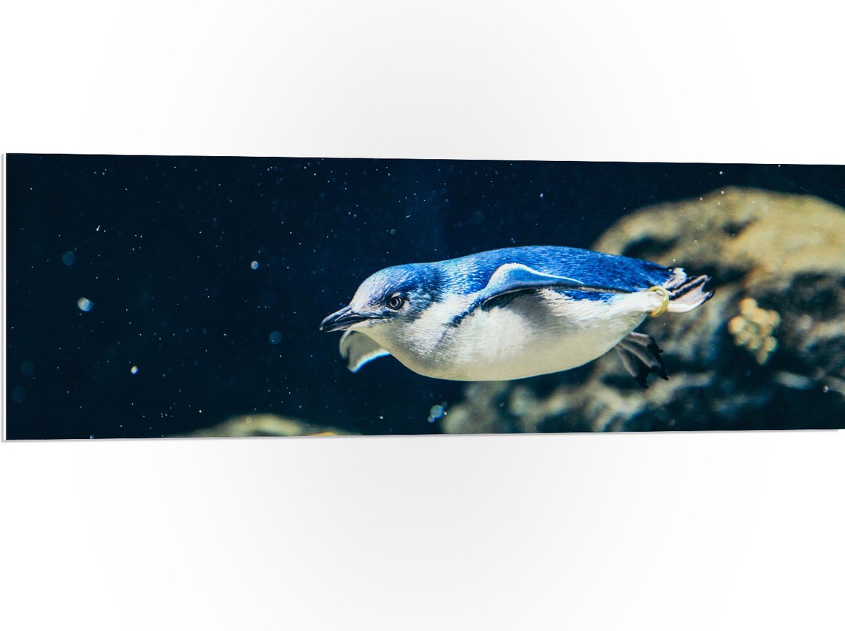 PVC Schuimplaat- Zwemmende Blauwe Pingïun door Aquarium - 120x40 cm Foto op PVC Schuimplaat